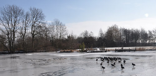 De vogels krijgen het water weer terug Natuurijs wordt weer water