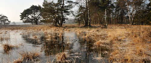 leersum290111 Beschut tegen de wind zijn de plassen in Leersumseveld (U) weer bedekt met ijs