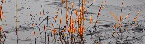 Natuurijs met kerst kerst_natuurijs_5706