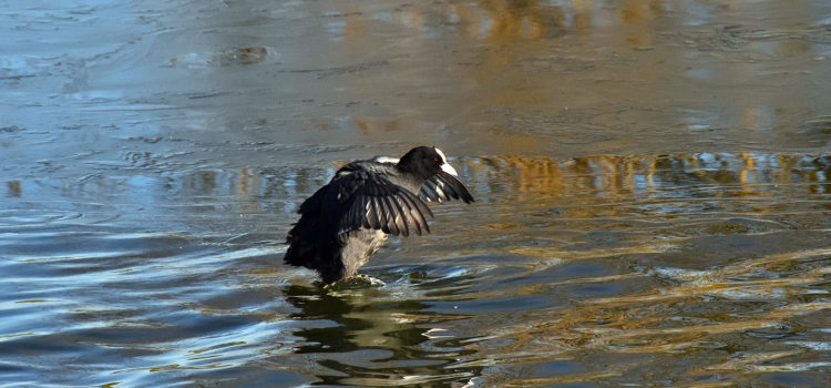 Meerkoet op de grens van water en ijs