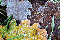 wintertekenen langetermijnvoorspellingen